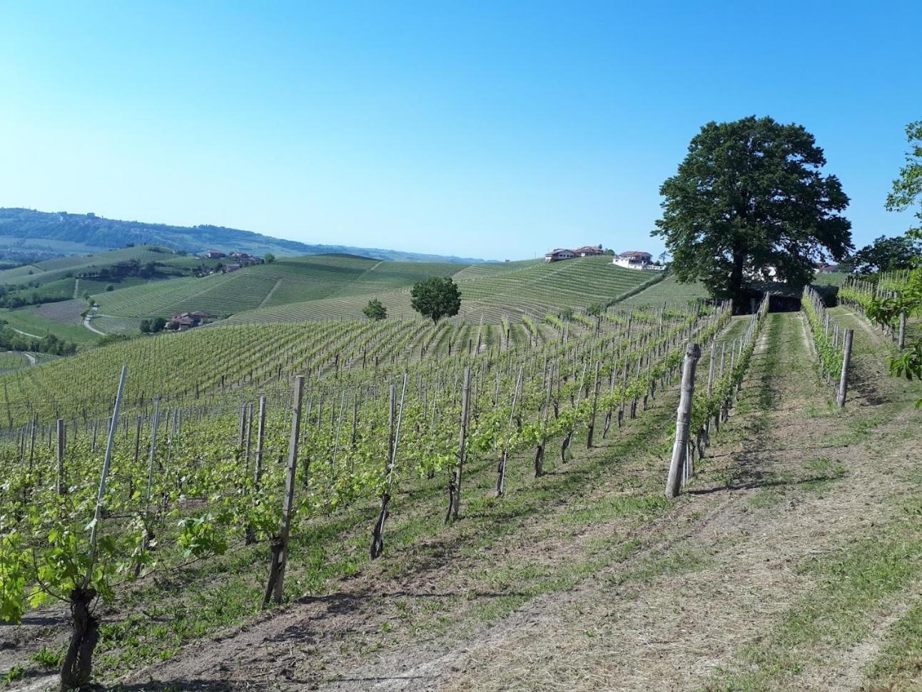 Ca Trifolera Barbaresco - Romantico Cascinale Con Antica Cantina Nel Cuore Delle Langhe - Degustazione Vini Nella Nostra Cantina Exterior foto