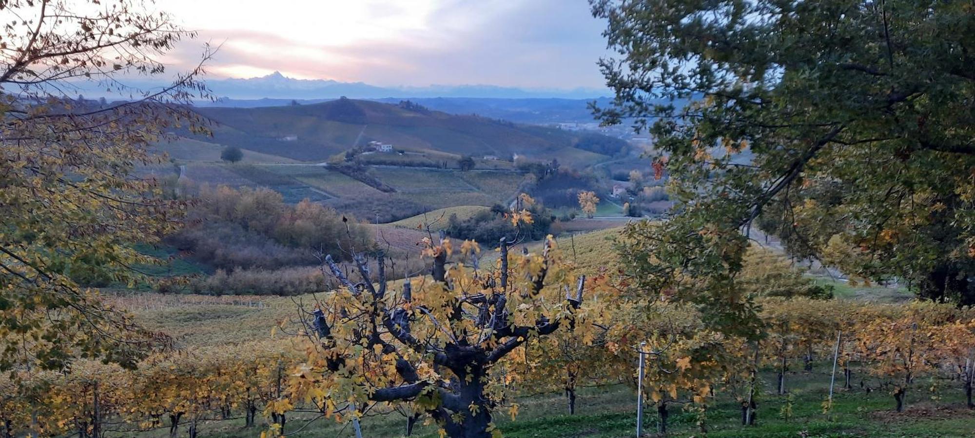 Ca Trifolera Barbaresco - Romantico Cascinale Con Antica Cantina Nel Cuore Delle Langhe - Degustazione Vini Nella Nostra Cantina Exterior foto